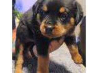 Rottweiler Puppy for sale in Riverview, FL, USA