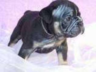 Bulldog Puppy for sale in Woodhaven, NY, USA