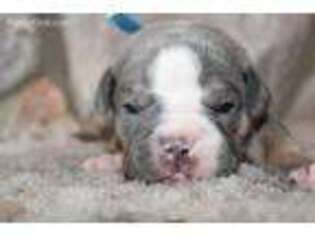 Olde English Bulldogge Puppy for sale in Fowler, KS, USA