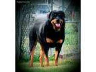Rottweiler Puppy for sale in Ringold, OK, USA