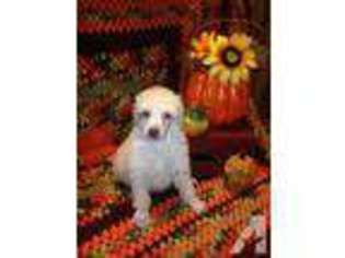 Mutt Puppy for sale in AYNOR, SC, USA