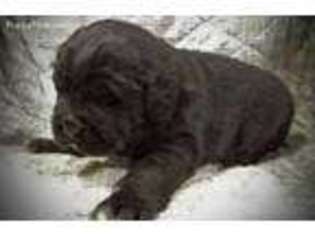 Newfoundland Puppy for sale in Yelm, WA, USA