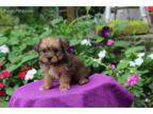 Shorkie Tzu Puppy for sale in Gap, PA, USA