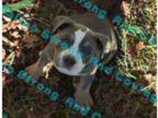 Mutt Puppy for sale in Gonzales, TX, USA