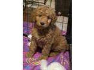 Goldendoodle Puppy for sale in Whitestone, NY, USA