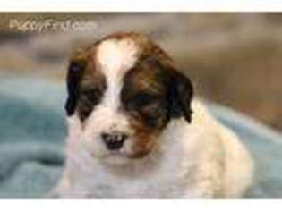 Medium Photo #1 English Setter Puppy For Sale in Russell Springs, KY, USA