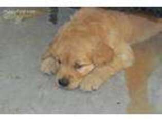 Golden Retriever Puppy for sale in Bonneau, SC, USA