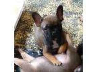 French Bulldog Puppy for sale in Deerbrook, WI, USA