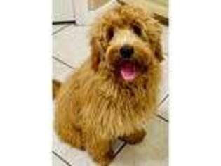 Goldendoodle Puppy for sale in Mcallen, TX, USA