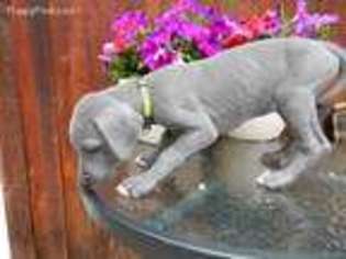 Great Dane Puppy for sale in Brinnon, WA, USA