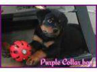 Rottweiler Puppy for sale in SACRAMENTO, CA, USA