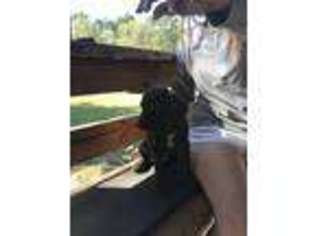 German Shorthaired Pointer Puppy for sale in Porter, TX, USA
