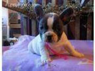 French Bulldog Puppy for sale in New Bethlehem, PA, USA