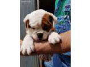Olde English Bulldogge Puppy for sale in Lewistown, OH, USA