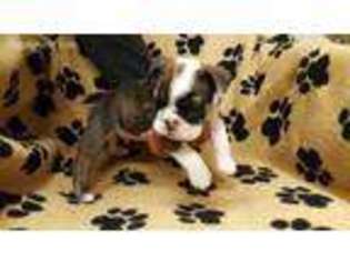 Bulldog Puppy for sale in Sidney, IA, USA