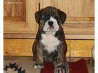Bulldog Puppy for sale in Kingston, OH, USA