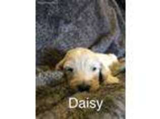 Goldendoodle Puppy for sale in Calhoun, KY, USA