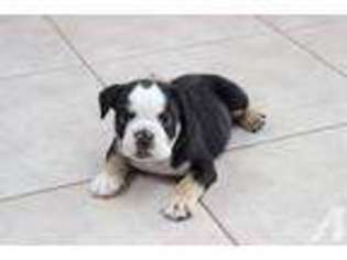 Bulldog Puppy for sale in PARRISH, FL, USA