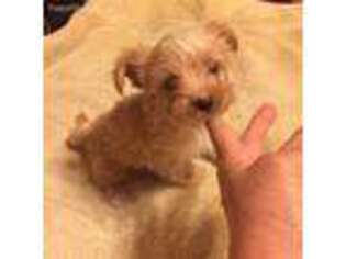 Yorkshire Terrier Puppy for sale in Wells, ME, USA