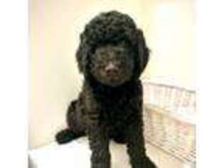 Mutt Puppy for sale in Madison, MS, USA