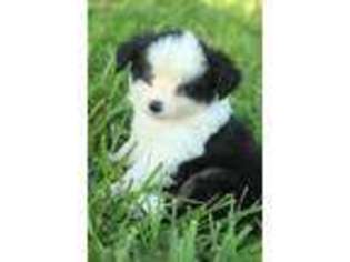 Miniature Australian Shepherd Puppy for sale in Fairland, OK, USA