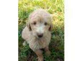 Goldendoodle Puppy for sale in Greenbrier, AR, USA