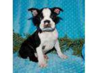Boston Terrier Puppy for sale in Shipshewana, IN, USA
