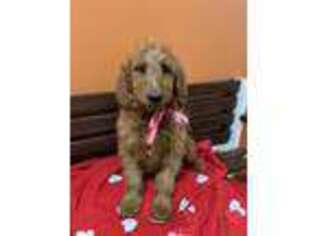 Goldendoodle Puppy for sale in Patterson, CA, USA