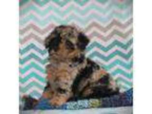 Mutt Puppy for sale in Blairsville, PA, USA