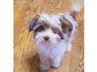 Schnoodle (Standard) Puppy for sale in Millington, MI, USA