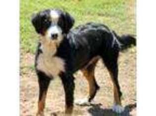 Bernese Mountain Dog Puppy for sale in Muskogee, OK, USA