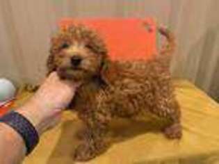 Goldendoodle Puppy for sale in Yorktown, IN, USA