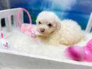Bichon Frise Puppy for sale in Seven Springs, NC, USA