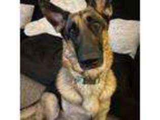 German Shepherd Dog Puppy for sale in Dallastown, PA, USA