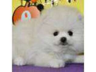 Pomeranian Puppy for sale in Spokane, MO, USA