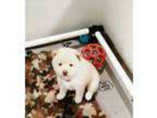 Shiba Inu Puppy for sale in Yemassee, SC, USA