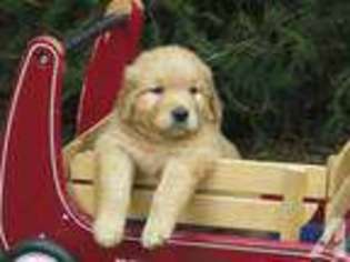 Golden Retriever Puppy for sale in HAMDEN, OH, USA