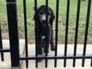 Goldendoodle Puppy for sale in Pampa, TX, USA