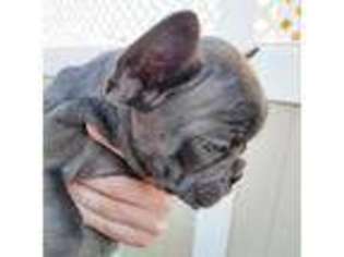 French Bulldog Puppy for sale in Yucaipa, CA, USA