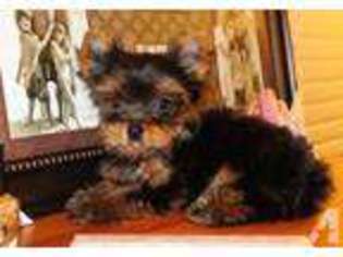 Yorkshire Terrier Puppy for sale in OAKLEY, CA, USA