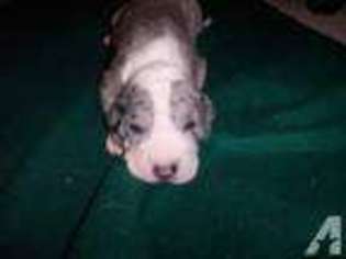 Great Dane Puppy for sale in BELLVILLE, OH, USA