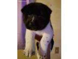 Akita Puppy for sale in Columbus, OH, USA