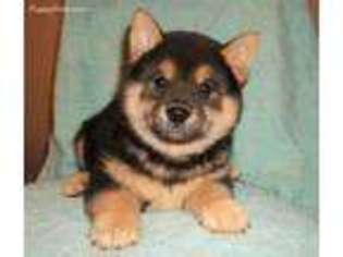 Shiba Inu Puppy for sale in Rock Hill, SC, USA