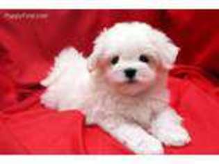 Maltese Puppy for sale in Kansas City, KS, USA