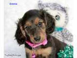 Dachshund Puppy for sale in Toledo, OH, USA