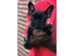 French Bulldog Puppy for sale in Ferriday, LA, USA