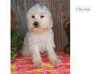 Labradoodle Puppy for sale in Abilene, TX, USA