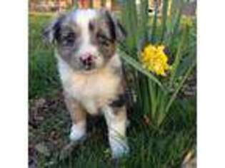 Miniature Australian Shepherd Puppy for sale in Higdon, AL, USA