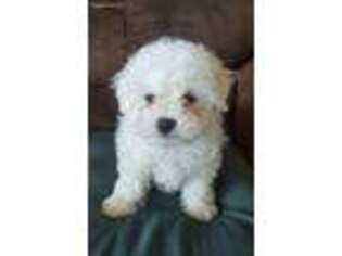 Bichon Frise Puppy for sale in Swanton, MD, USA