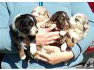 Australian Shepherd Puppy for sale in EURE, NC, USA